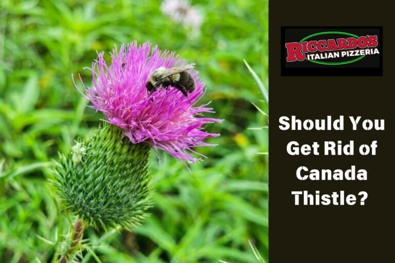 Should You Get Rid of Canada Thistle