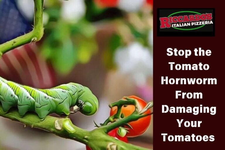 Stop the Tomato Hornworm From Damaging Your Tomatoes