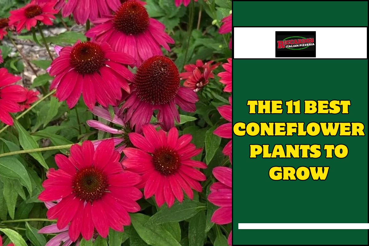 The 11 Best Coneflower Plants to Grow