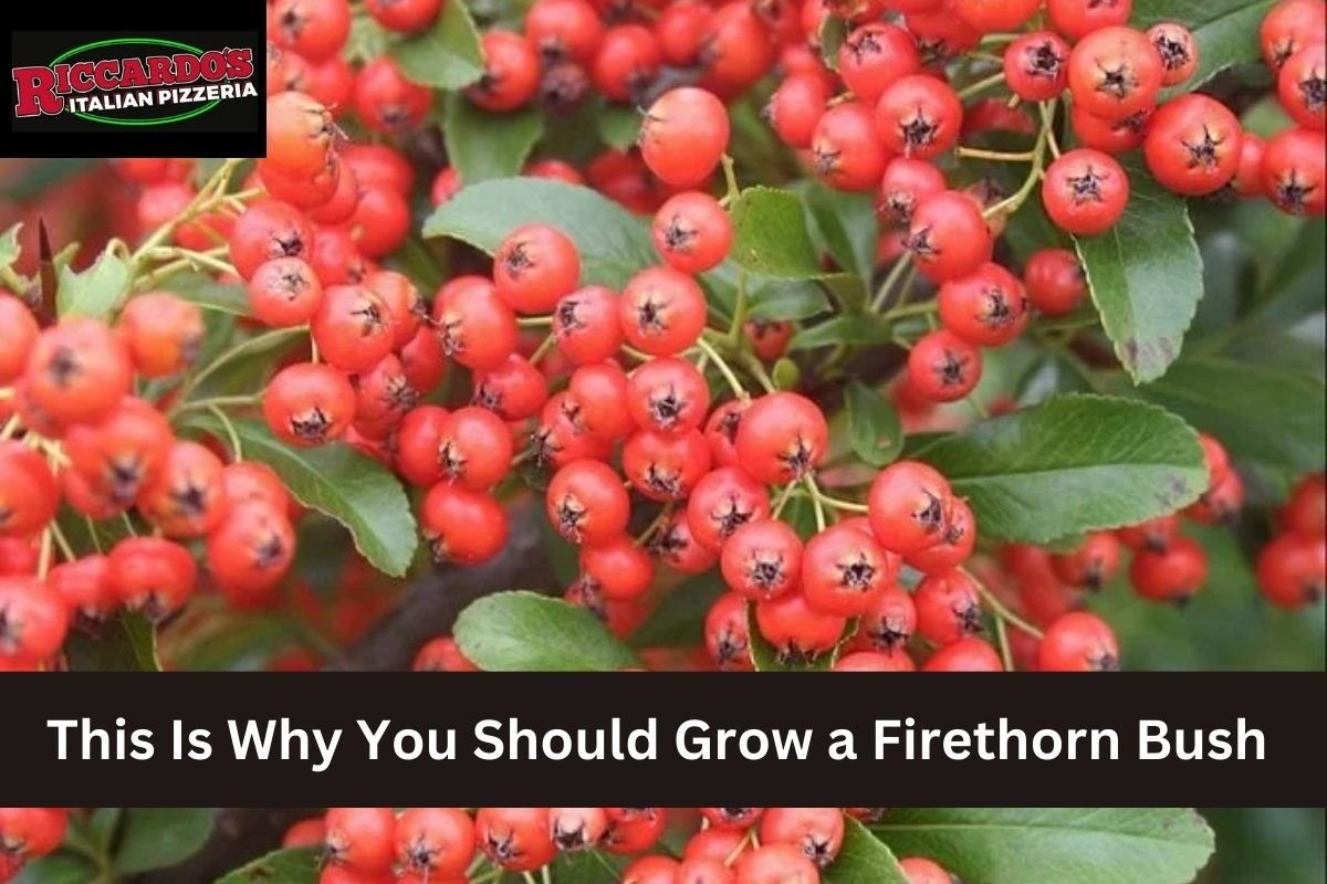 This Is Why You Should Grow a Firethorn Bush