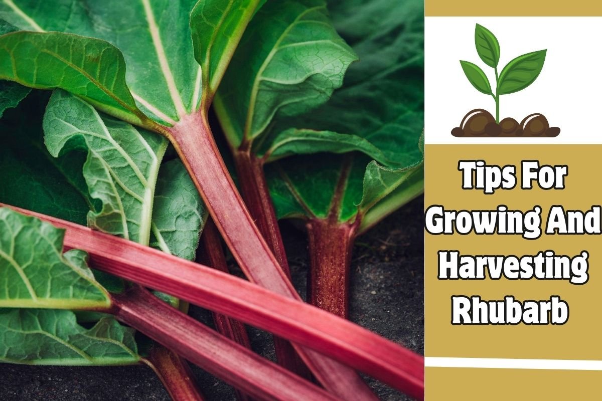 Tips For Growing And Harvesting Rhubarb