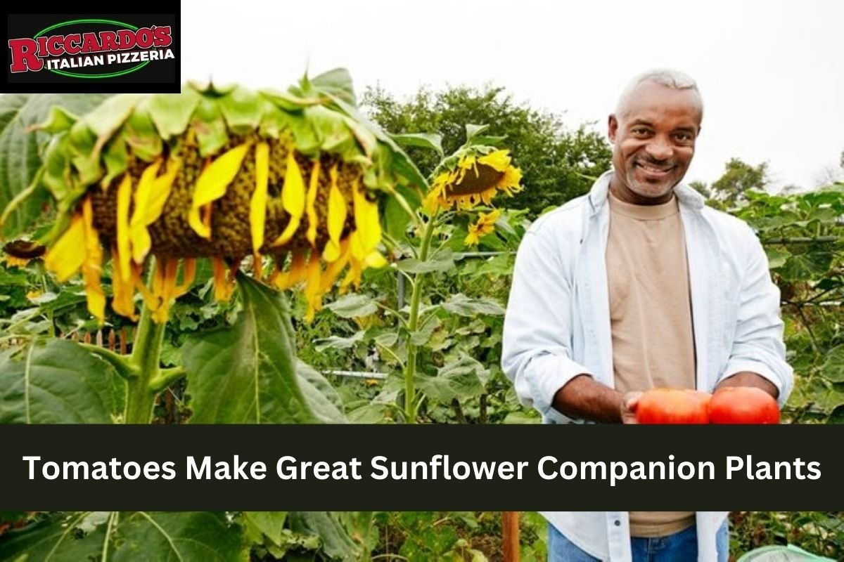 Tomatoes Make Great Sunflower Companion Plants