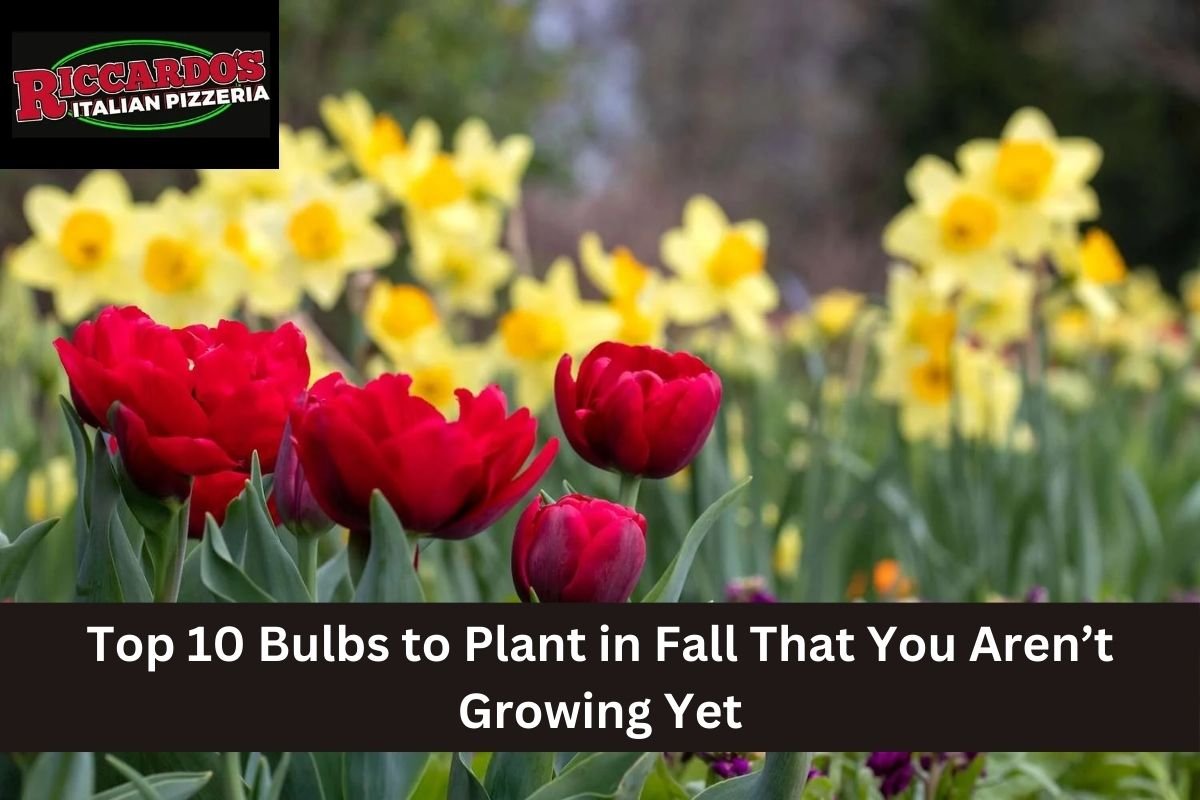Top 10 Bulbs to Plant in Fall That You Aren’t Growing Yet