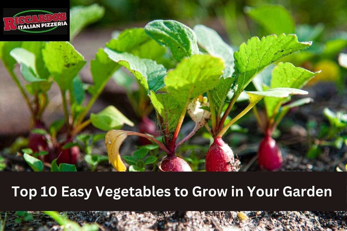 Top 10 Easy Vegetables to Grow in Your Garden