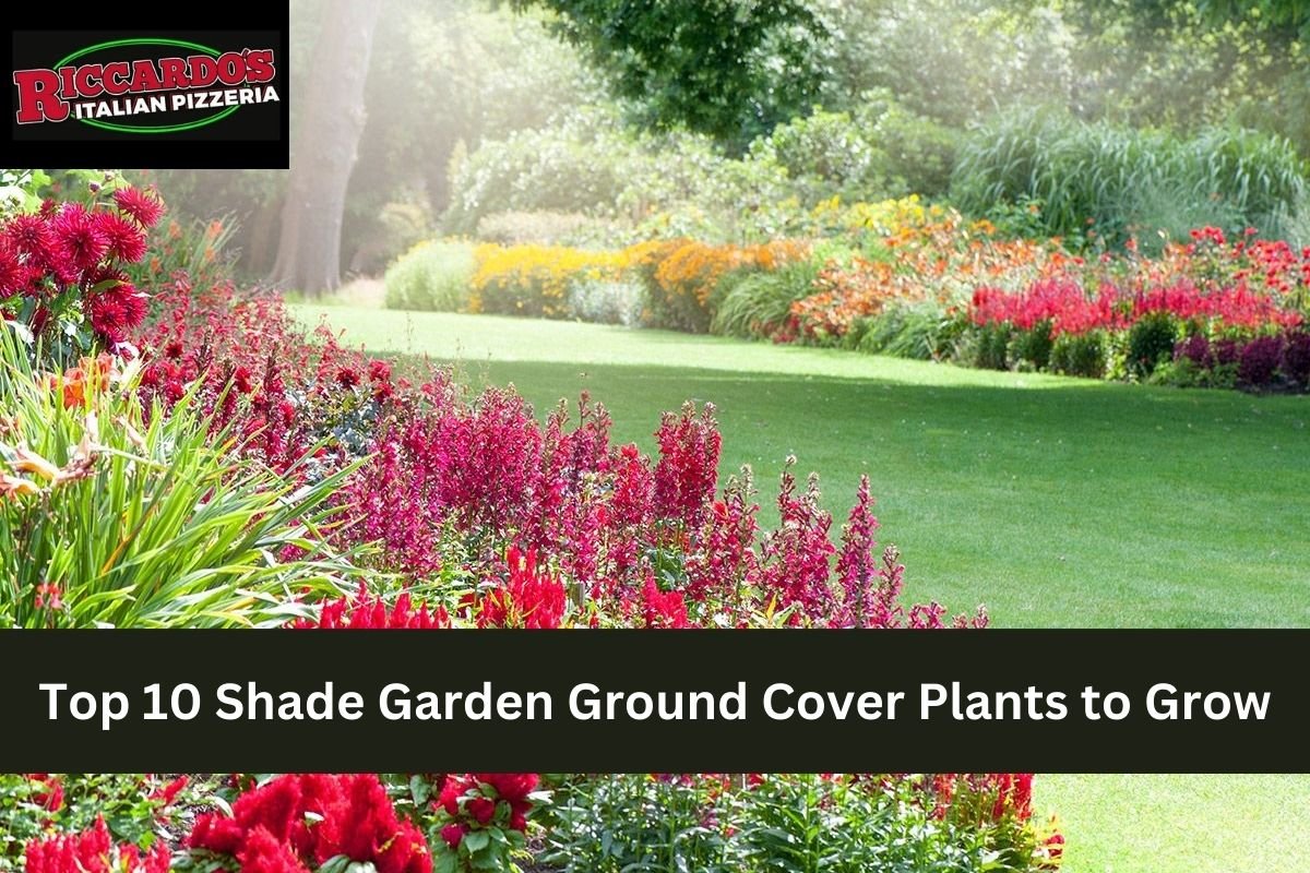 Top 10 Shade Garden Ground Cover Plants to Grow