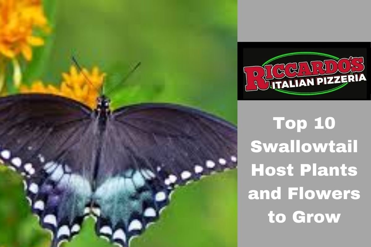Top 10 Swallowtail Host Plants and Flowers to Grow (1)