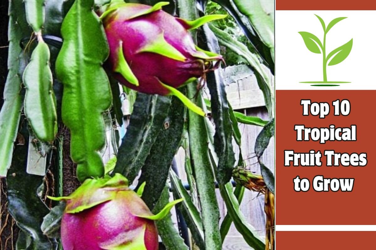 Top 10 Tropical Fruit Trees to Grow