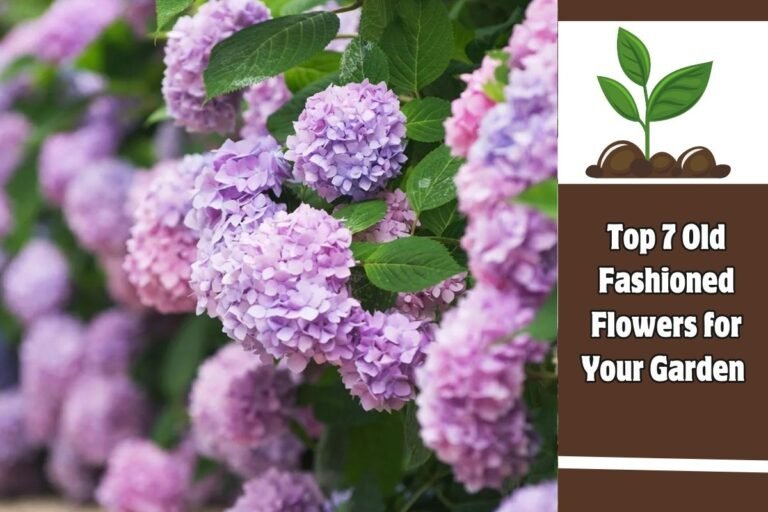 Top 7 Old Fashioned Flowers for Your Garden