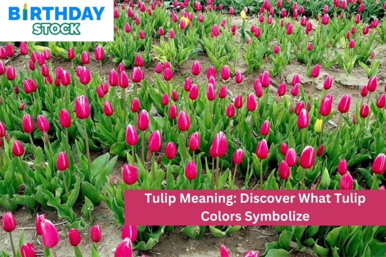 Tulip Meaning: Discover What Tulip Colors Symbolize