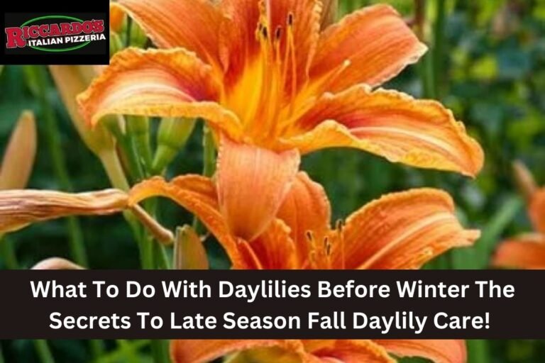 What To Do With Daylilies Before Winter The Secrets To Late Season Fall Daylily Care!