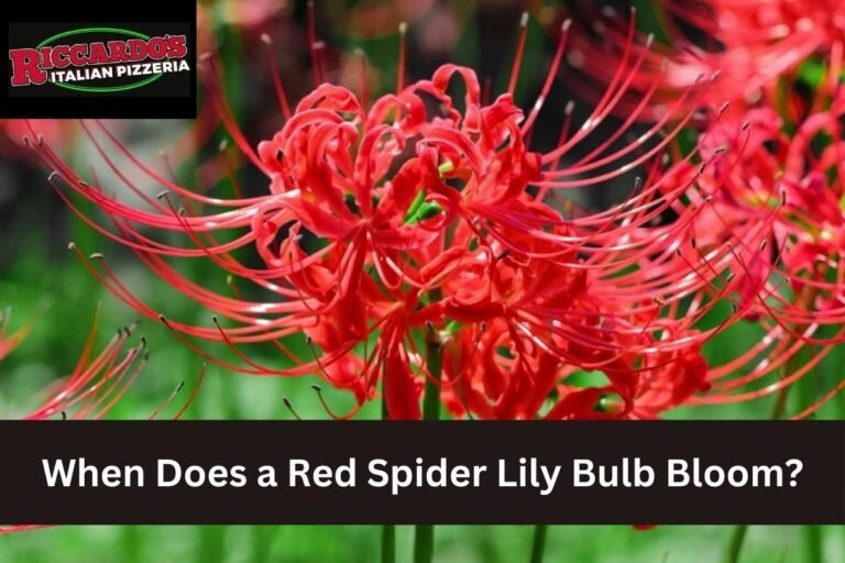 When Does a Red Spider Lily Bulb Bloom?