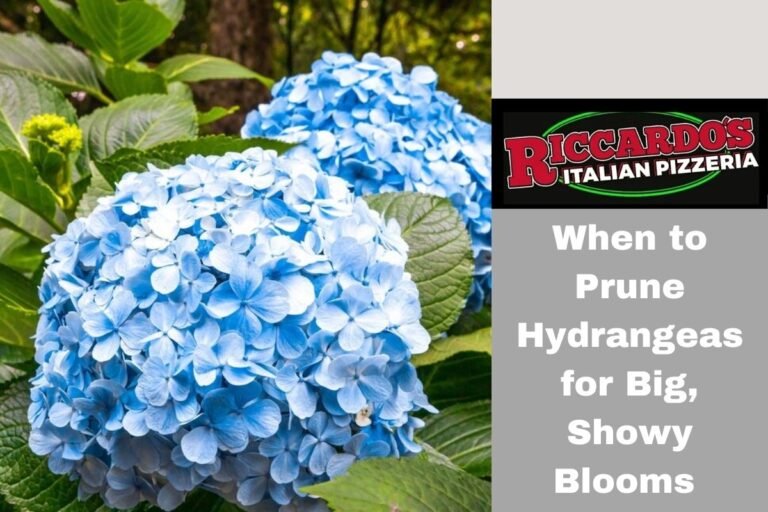When to Prune Hydrangeas for Big, Showy Blooms