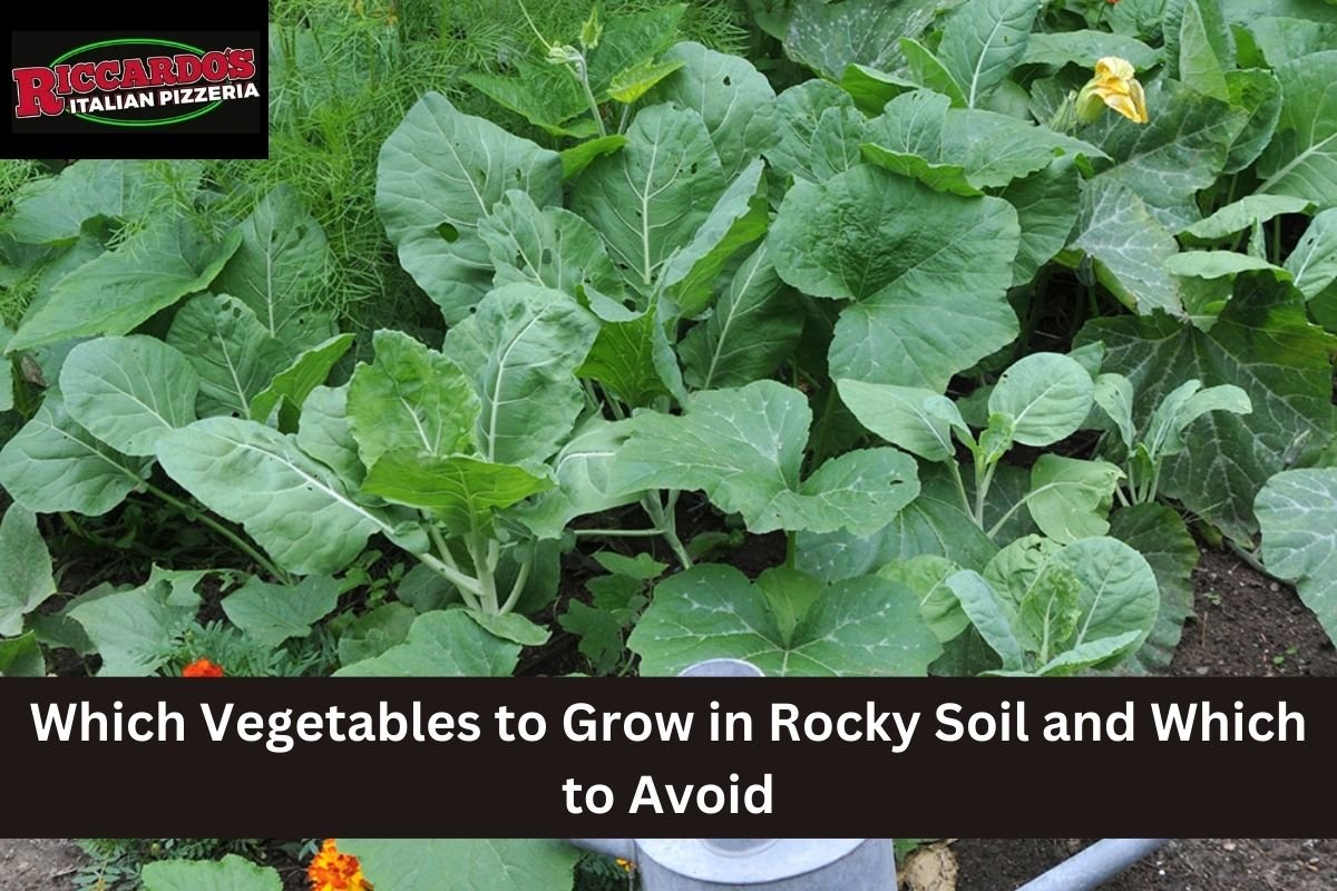 Which Vegetables to Grow in Rocky Soil and Which to Avoid