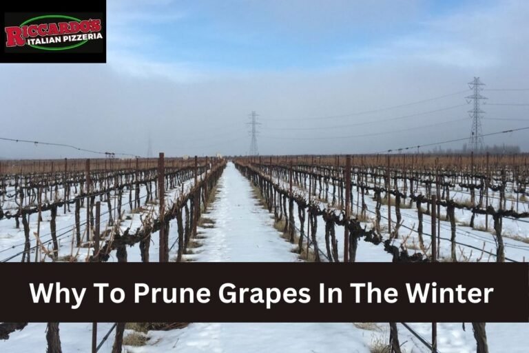 Why To Prune Grapes In The Winter