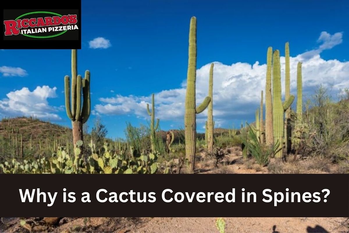 Why is a Cactus Covered in Spines?