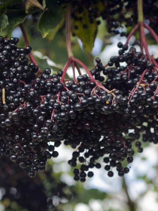 10 Health Benefits of Elderberry