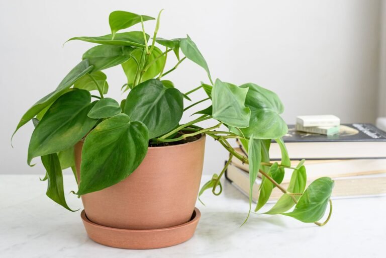 How To Grow Philodendrons – The Easy Care Houseplant Everyone Can Grow!