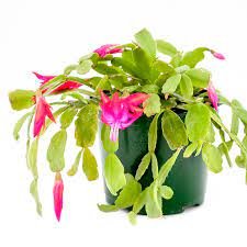 How To Care For A Christmas Cactus – And Have It Bloom Longer Than Ever!