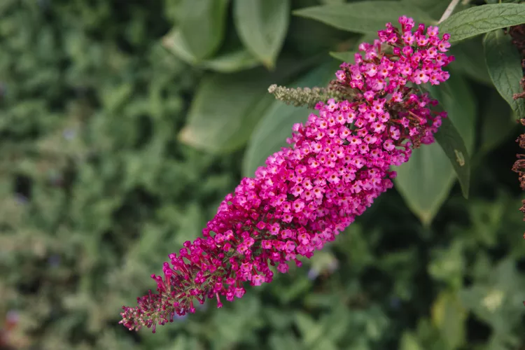 Top 10 Colorful Hummingbird Flowers to Grow
