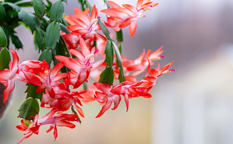 How To Care For A Christmas Cactus – And Have It Bloom Longer Than Ever!